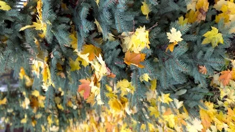 Green spruce branches in yellow fallen maple leaves. Golden autumn Stock Footage 254203947