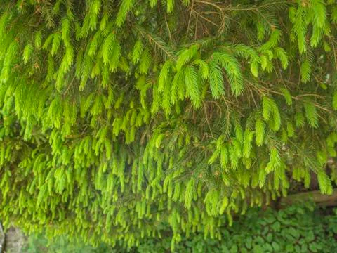Green spruce buds Stock Photos