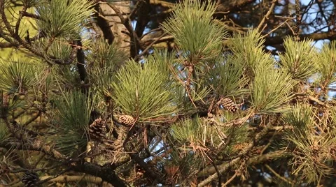 Green spruce with cones Video stock 45981034