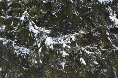 Green spruce covered with a light layer of snow Stock Photos