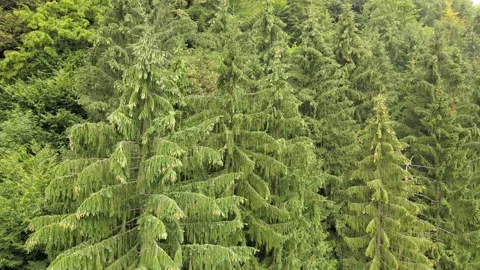 Green spruce flying over the view from the drone 4k Stock Footage 138864973