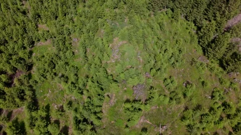 Green spruce forest canopy and valley aerial view Harz Germany Vídeos de archivo 341283945