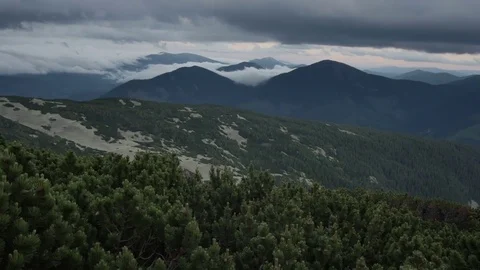 Green spruce in mountain top. smooth movement Stock Footage