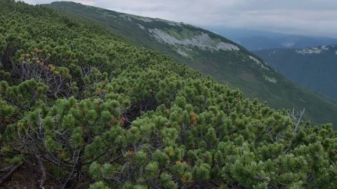 Green spruce in mountain top. smooth movement 스톡 동영상 77564424
