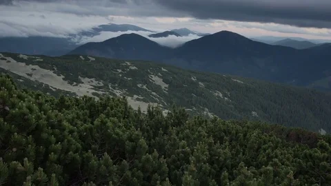 Green spruce in mountain top. smooth movement Stock Footage 77564758