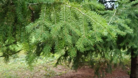 Green spruce with needles slow motion video Stock-Footage 319857404