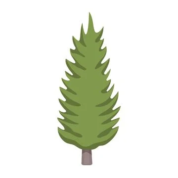 Green spruce or pine, evergreen tree with needles from forest Stock Illustration