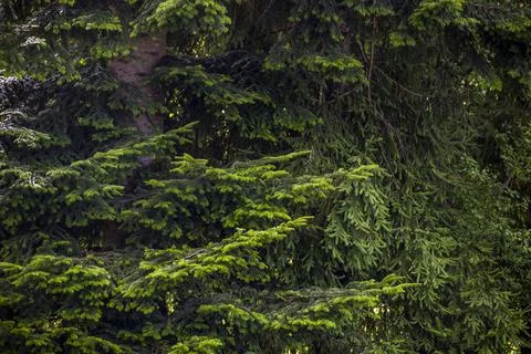 A green spruce paws background Stock Photos