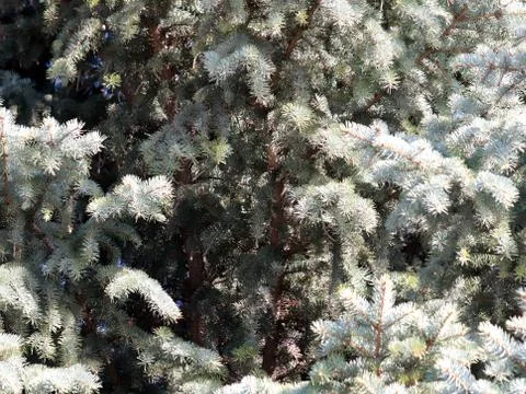 Green spruce Stock Photos