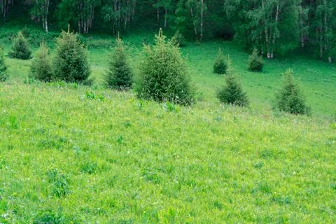 Green spruce. Stock Photos