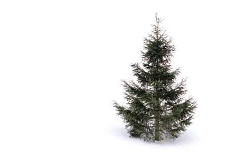 Green spruce. Stock Photos