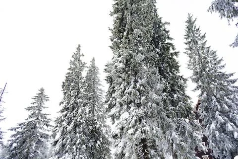 Green spruce pine trees covered in snow in winter forest in mountains,natur.. Foto stock