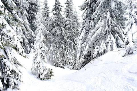 Green spruce pine trees covered in snow in winter forest in mountains,natur.. Stock Photos