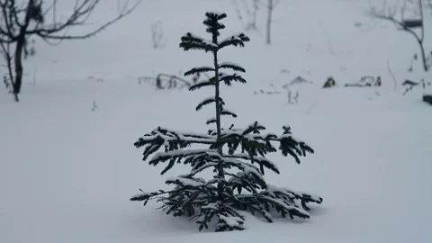 Green spruce in the snow Stock Footage 71288805