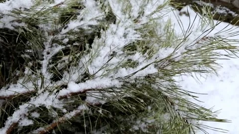 On the green spruce there is white snow. Snow falls on the Christmas tree. Stock Footage 194288639