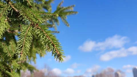 Green spruce tree branch Stock Footage 257956258