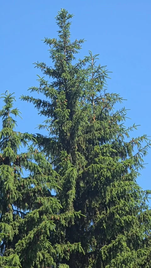 Green spruce tree branches blue sky Stock Footage 336441448
