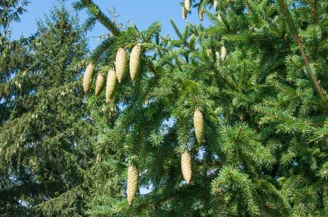 Green spruce tree branches with large hanging cones against a clear blue sk.. Stock Photos