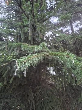Green spruce tree branches needles Stock Photos