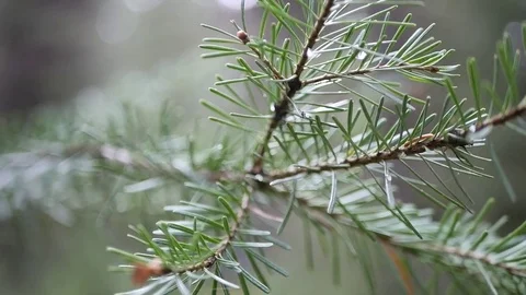 Green Spruce Tree Breanch and Snowing Early Fall in the Forest Stockbeeldmateriaal 80931935