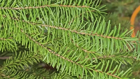 Green Spruce Tree Needles Stock Footage 287664629