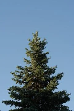 Green spruce tree top standing against clear blue sky in wild forest nature Fotos de archivo
