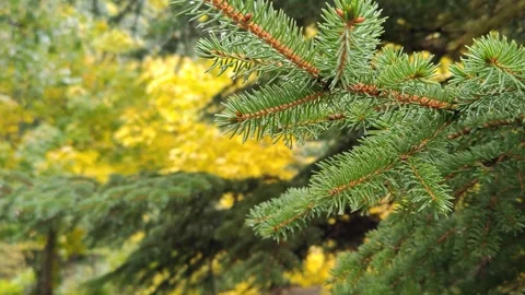 Green spruce trees against a background of bright yellow leaves Stock-Footage 318615650