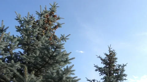 Green spruce trees with cones in 4K Video stock 153424862