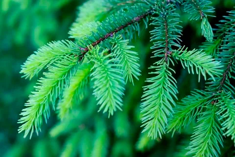 Green spruce twig Stock Photos