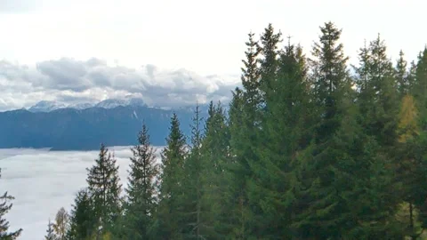 Green spruces standing in a row thick white fog white clouds Stock Footage 255777148