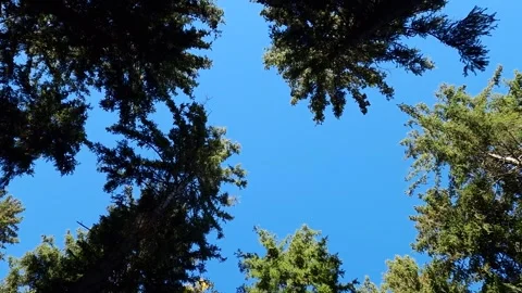 Green spruces sway in the wind against the background of the blue sky. autumn Stock Footage 255283608