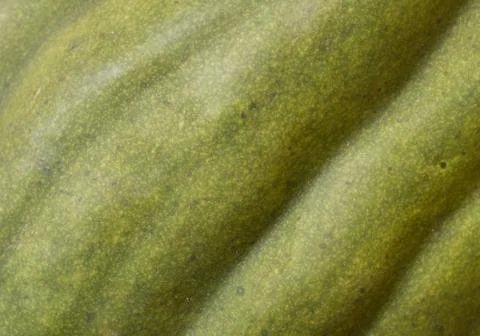 Green squash background Stock Photos