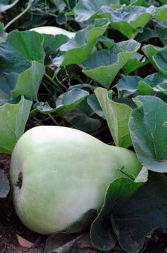 A green squash in a field Stock Photos
