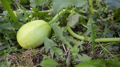 Green squash growth Stock Footage 93632627