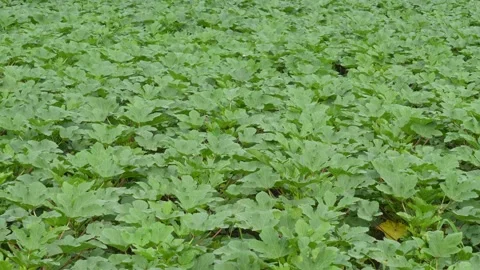 Green Squash Leaves Stock Footage 340747988
