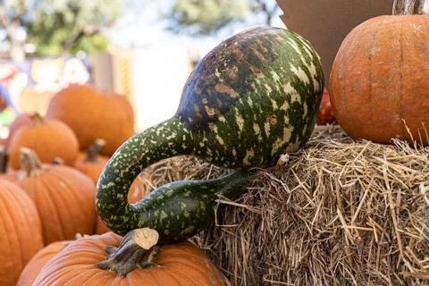 Green Squash or Pumpkin with Assorted Orange Pumpkins on Haystack on Display Stock Photos