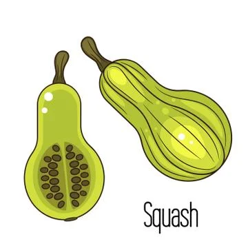 Green squash or zucchini vector illustration Stock Illustration
