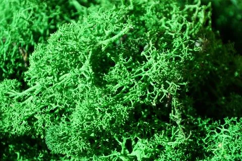 Green stabilized moss for ecological interior design close up, macro photogra Stock Photos