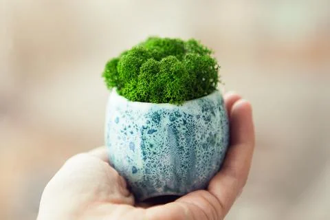 Green stabilized moss for ecological interior. Generic concept image of decor Stock Photos