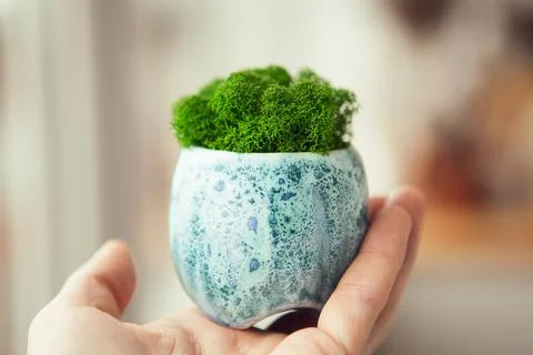 Green stabilized moss for ecological interior. Generic concept image of decor Stock Photos