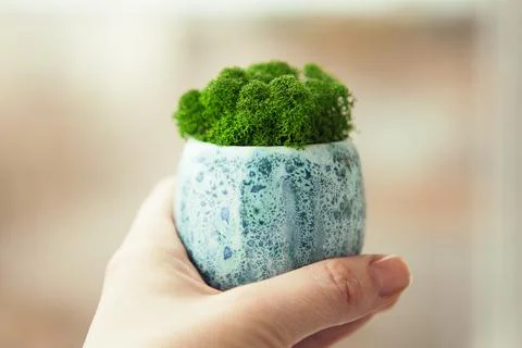 Green stabilized moss for ecological interior. Generic concept image of decor Stock Photos
