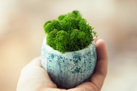 Green stabilized moss for ecological interior. Generic concept image of decor Stock Photos