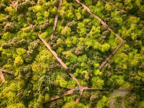 Green stabilized moss wall texture with geometric wooden pattern Stock Photos