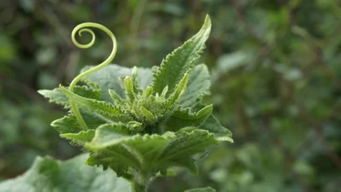 The green stalk of a cucumber sways in the wind. The plant is close-up. Vidéo 157619661