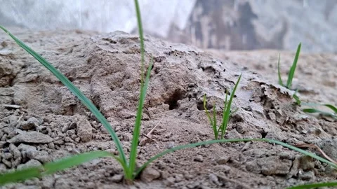 Green Stalks Sprouting From Crusted Sand Ridge Vídeo Stock 338145931
