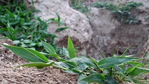 Green Stalks Sprouting From Rural Soil Mound Vídeo Stock 336932871