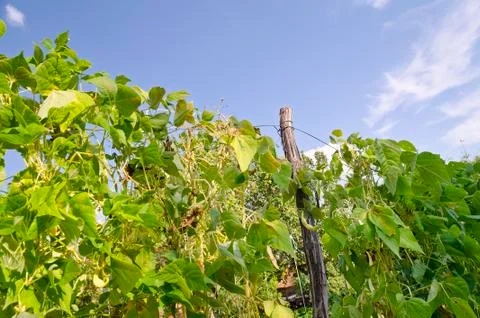 Green stalks of a string bean in the garden Stock Photos