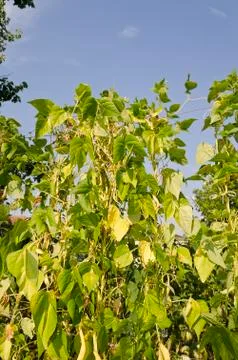 Green stalks of a string bean in the garden Stock Photos