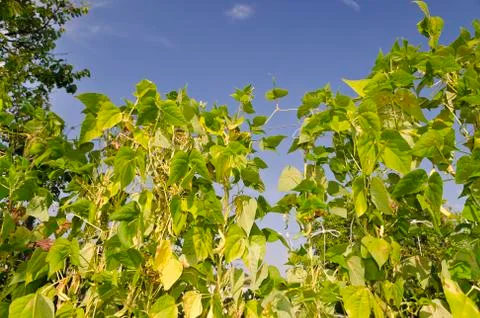 Green stalks of a string bean in the garden Stock Photos