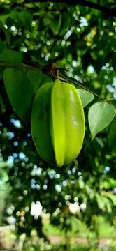 Green star fruit Stock Photos